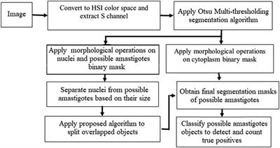 Detection and counting of Leishmania intracellular parasites in microscopy images